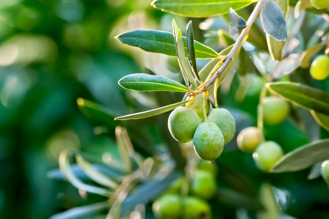 'Young Olive On A Branch' - Andalusia